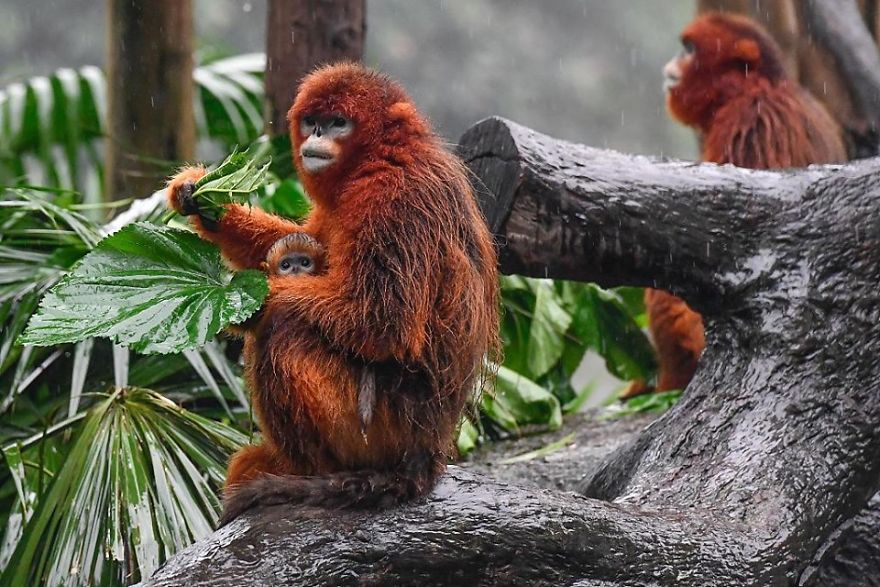 Safari Park In S China Welcomes Newborn Golden Snub-Nosed Monkey