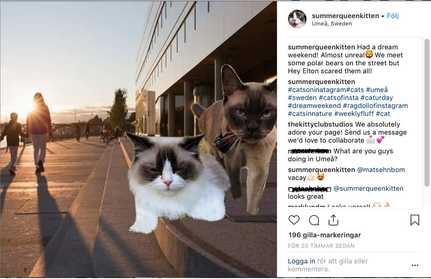 Pets Are Faking Vacations