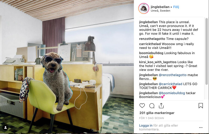 Pets Are Faking Vacations