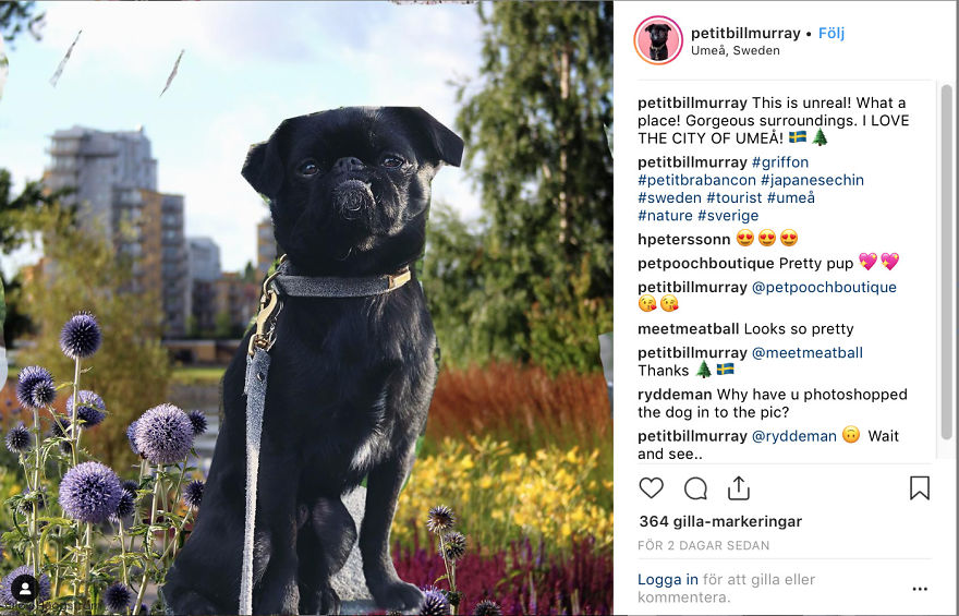 Pets Are Faking Vacations