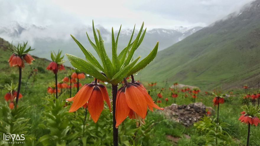 Spring In Kurdistan: (Fritillaria Imperialis) In Choman