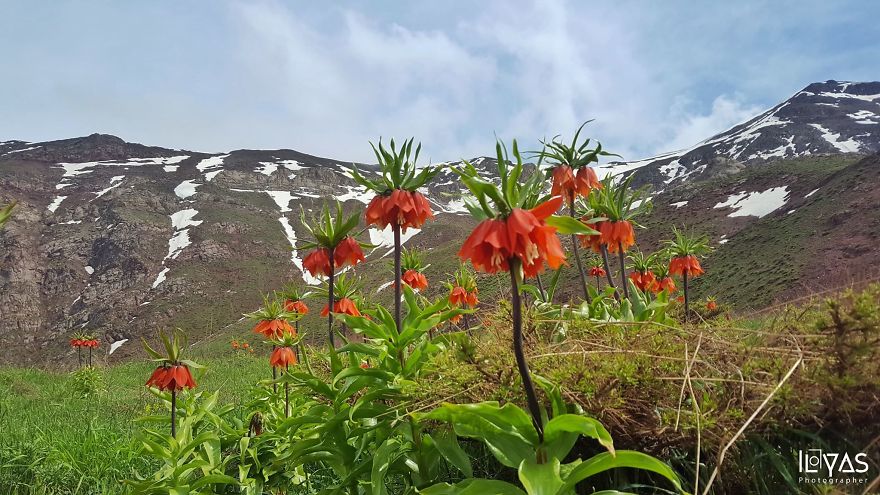 Spring In Kurdistan: (Fritillaria Imperialis) In Choman