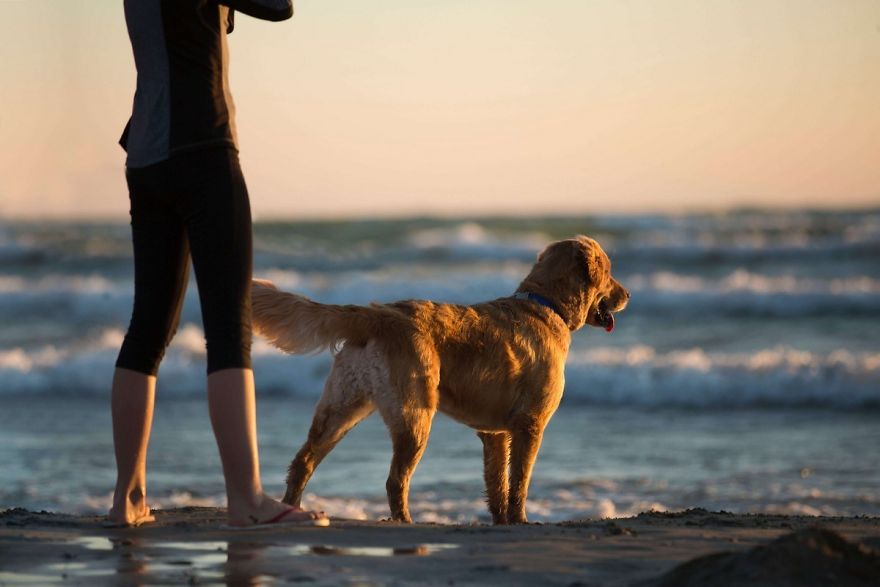 Traveling With Pets Is A Trend That Is Growing Steadily Traveling With Pets Is A Trend That Is Growing Steadily