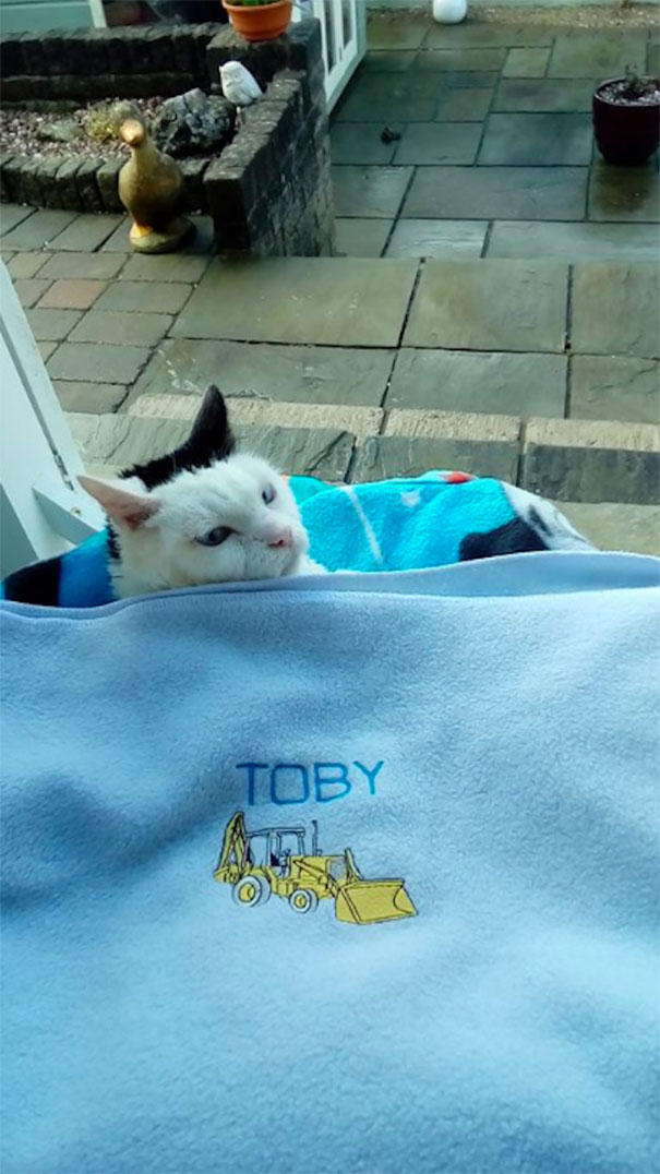 Paralyzed Kitty Toby Has Passed Away
