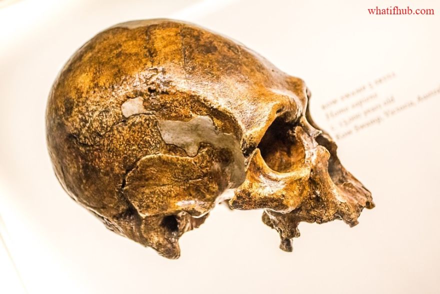 What If Neanderthals Didn't Go Extinct?