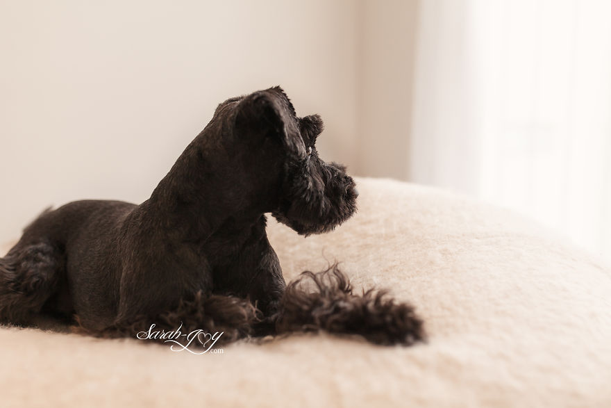 When You Ask Your Baby Photographer Friend To Dogsit For You. When You Ask Your Baby Photographer Friend To Dogsit For You.