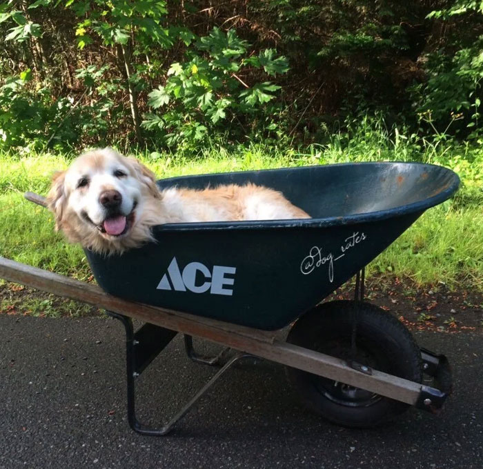 My Dog Is Too Old To Go On Walks Anymore, So My Brother Put Her In A Wheelbarrow And Went Around The Neighborhood