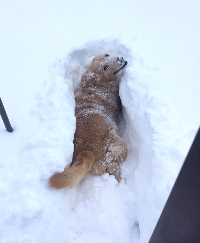 Sammy tiene 15 años y un ligero sobrepeso, pero salió a jugar a la nieve y se quedó atascado. Su dueño tuvo que llevarlo dentro