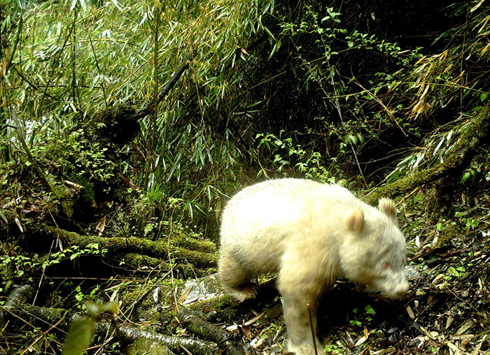Never Seen Before Albino Panda Spotted In A Chinese Forest