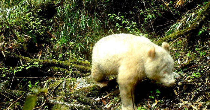 Never Seen Before Albino Panda Spotted In A Chinese Forest