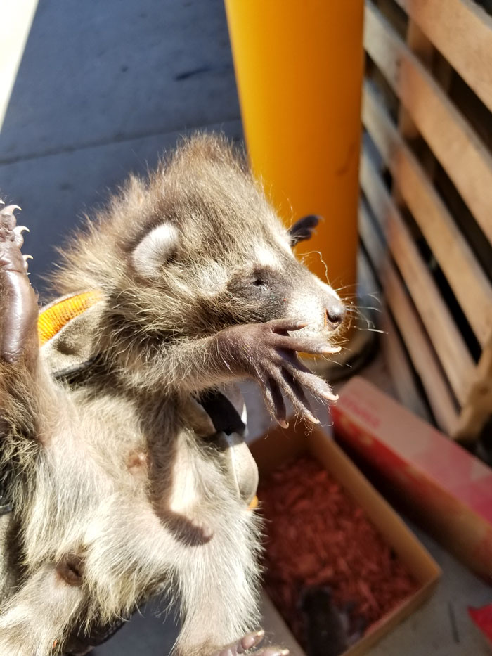 Home Depot Workers Find Raccoon Babies In Mulch Pallet, Put Up Adorable Sign So Nobody Would Disturb Them