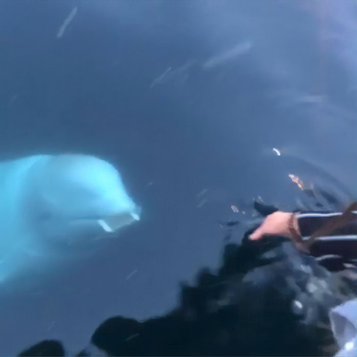 Friendly Beluga Returns Phone Woman Accidentally Dropped Into Ocean