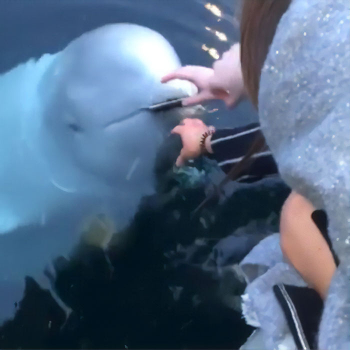 Freundlicher Beluga gibt Telefonfrau zurück, die versehentlich ins Meer gefallen ist