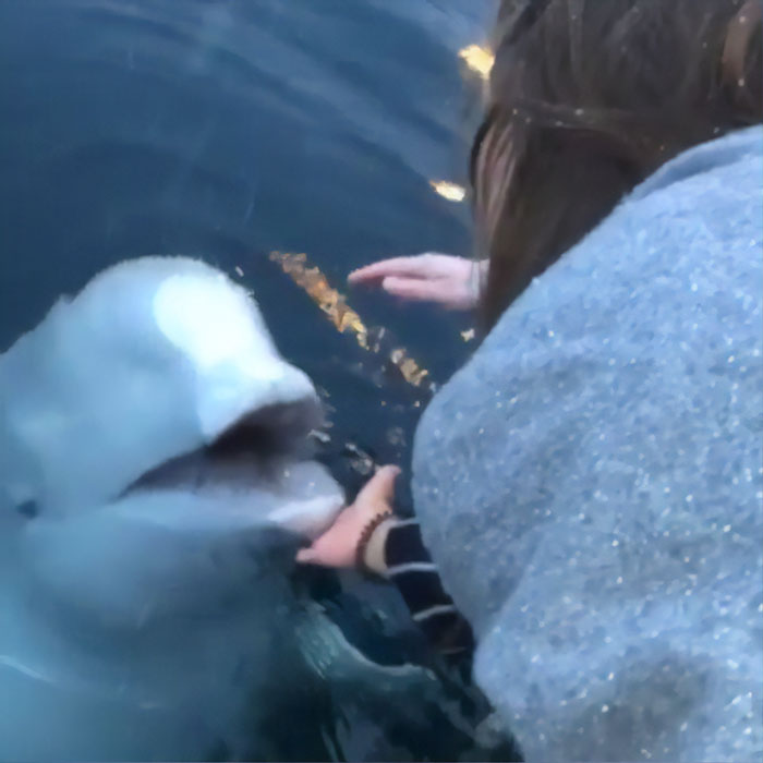 Freundlicher Beluga gibt Telefonfrau zurück, die versehentlich ins Meer gefallen ist