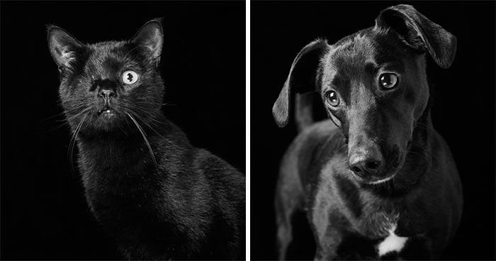 Black Dogs And Cats Are Last On The List For Adoption, I Want To Change That By Taking Beautiful Portraits Of Them