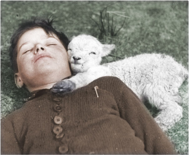 boy-and-his-sheep-5ceebc4cc2b4b.jpg