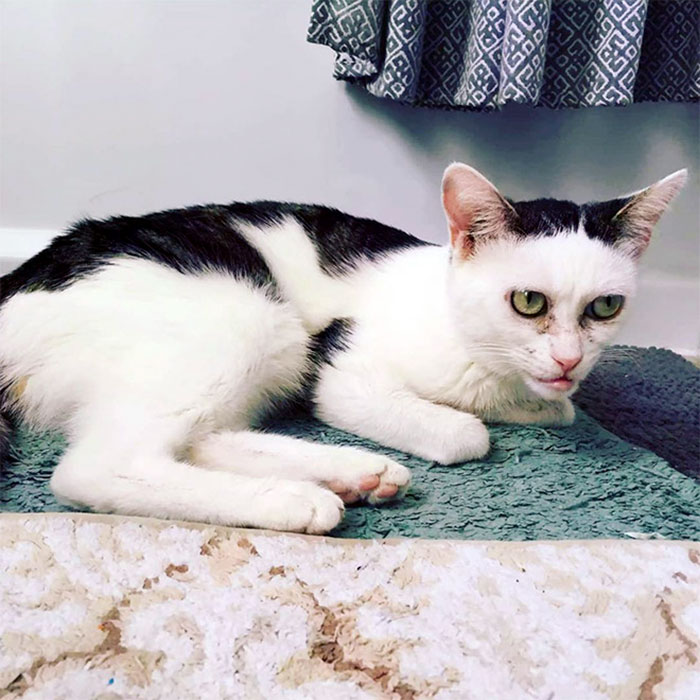 Woman Adopts Cat That Has Been Living In A Shelter Since It Was 2 Days Old, Realizes It Looks Like Steve Buscemi