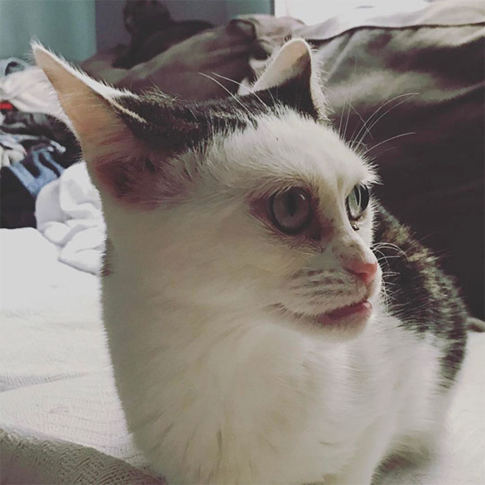 Woman Adopts Cat That Has Been Living In A Shelter Since It Was 2 Days Old, Realizes It Looks Like Steve Buscemi