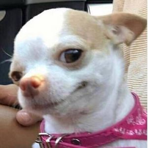 sarah-l-duigan avatar