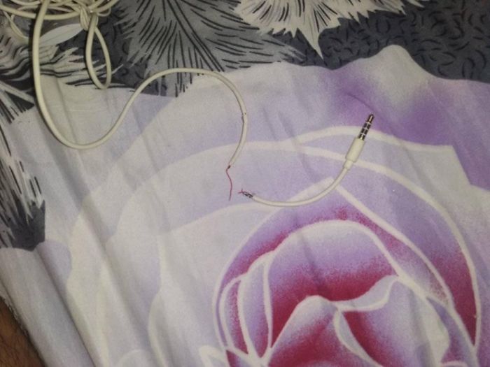 Owner Can't Be Mad At The Cat Anymore For Destroying His Earphone Cable, As The Cat Returned With A Snake As A Replacement