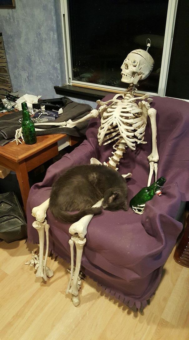 cat-on-skeleton-5cd57ccfc9933.jpg