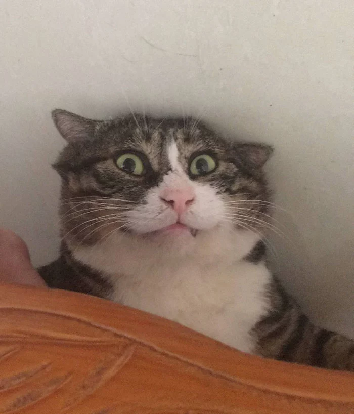 Kucing ini viral karena ekspresinya yang sangat dramatis, gemesin abis