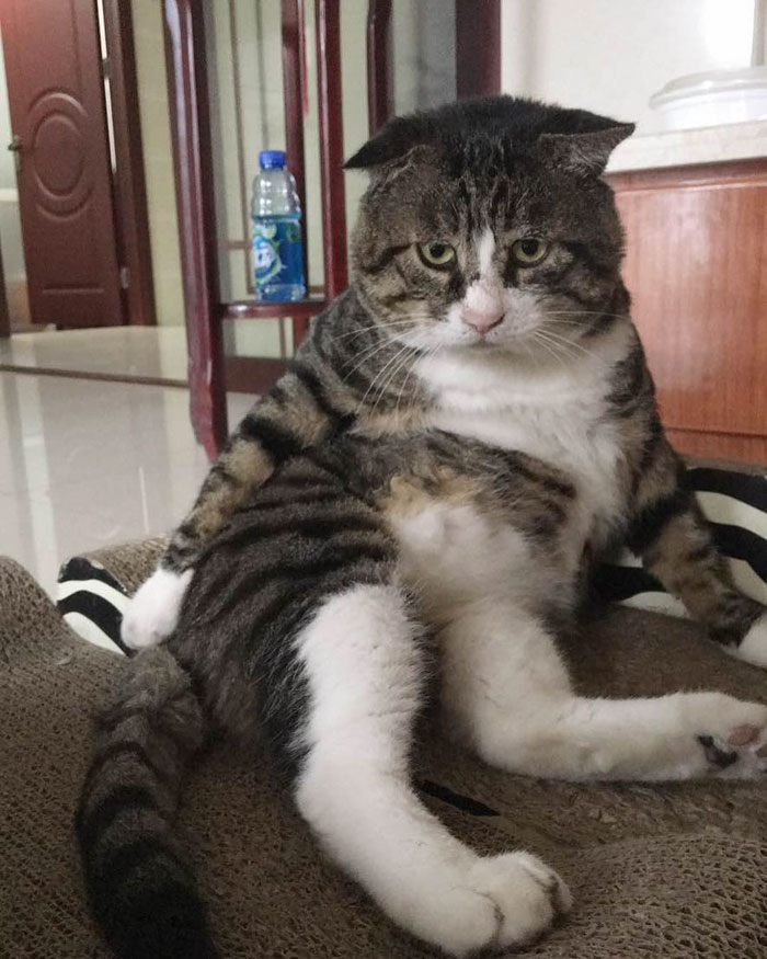 This Cat Is Going Viral For Its Hilariously Dramatic Reactions