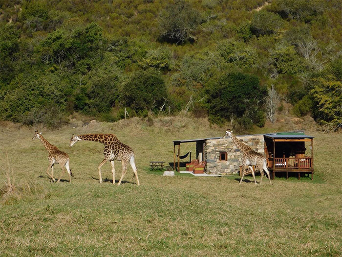 Zebra Safari Tent In Plettenberg Bay, South Africa