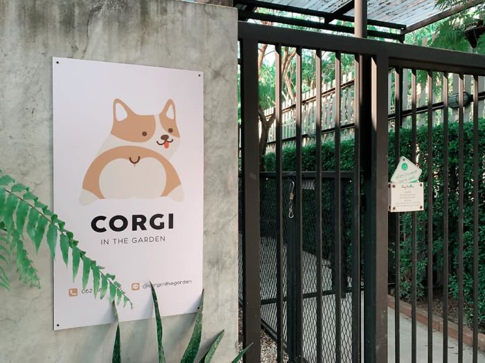Woman Opens A Corgi Cafe After A Surprise Litter Of Pups And The Photos Are Too Adorable
