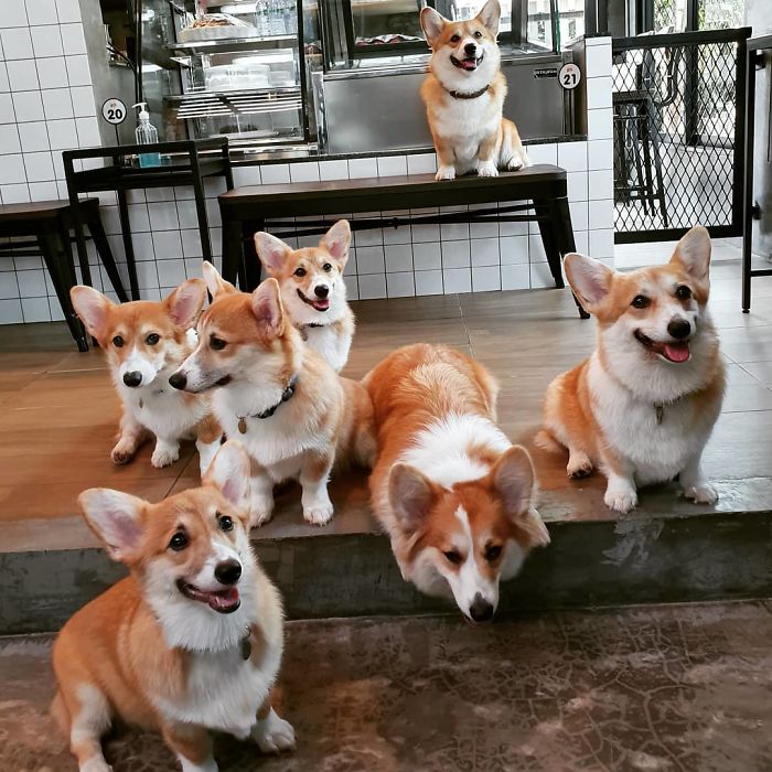 Woman Opens A Corgi Cafe After A Surprise Litter Of Pups And The Photos Are Too Adorable