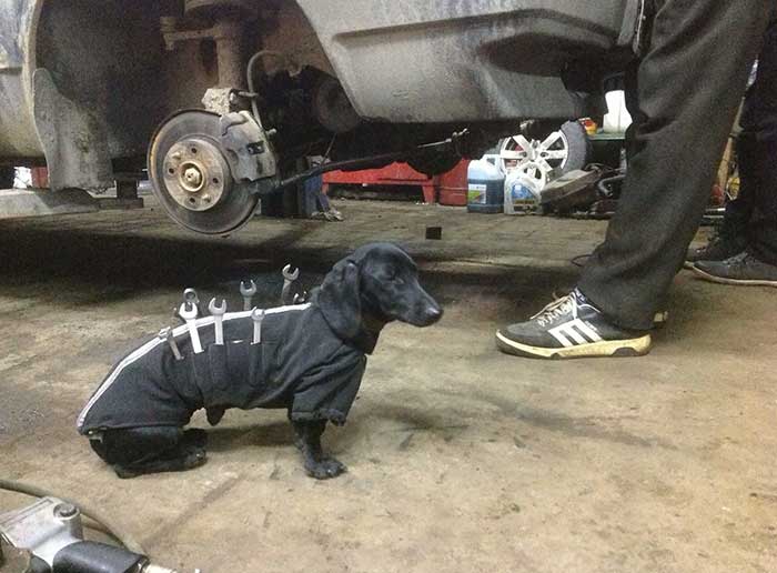 Dog Mechanic On The Job