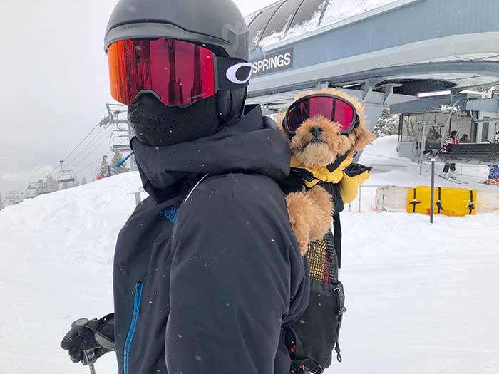 This Cute Pupper Helps People With Epileptic Seizures On A Skiing Resort