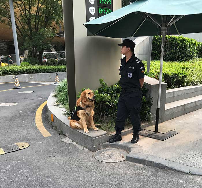 Perro de seguridad en Shanghai