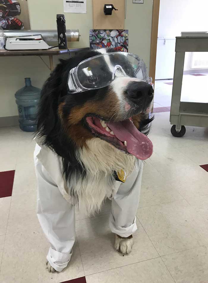 Our Bernese Mountain Dog Visits My High School Kids And Helps Them With Science