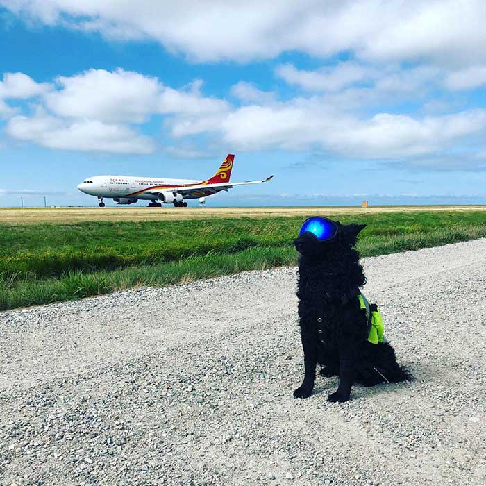 Se llama Pilot y espanta a los pájaros en el aeropuerto de Vancouver