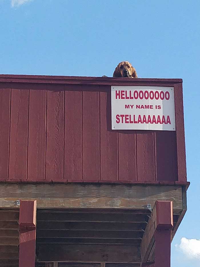 El tejado de este bar tiene un guardia de seguridad que te saluda, se llama Stella