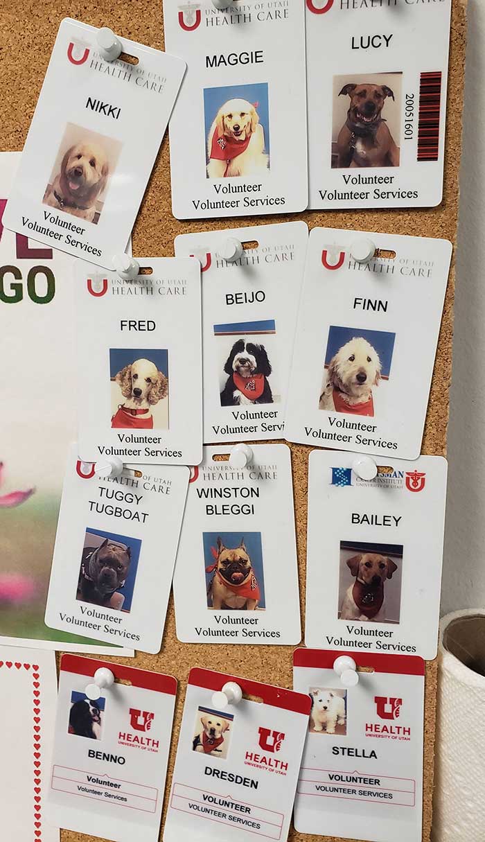 Los perros de terapia del hospital