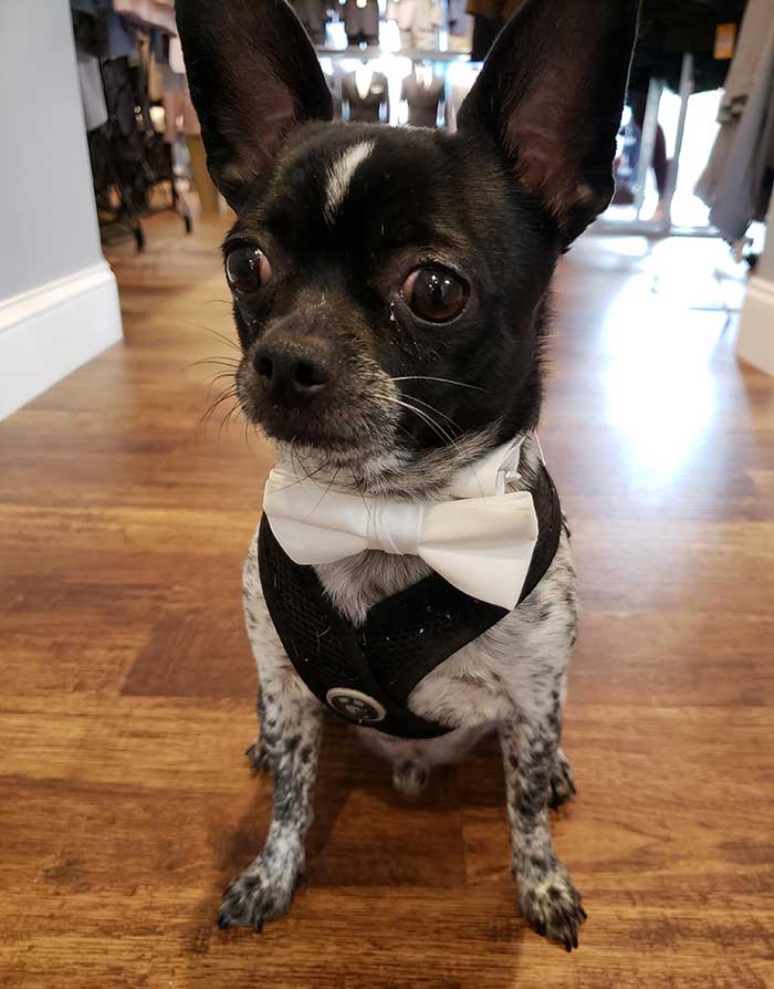 This Is Oreo And He's The Greeter At Our Menswear Store