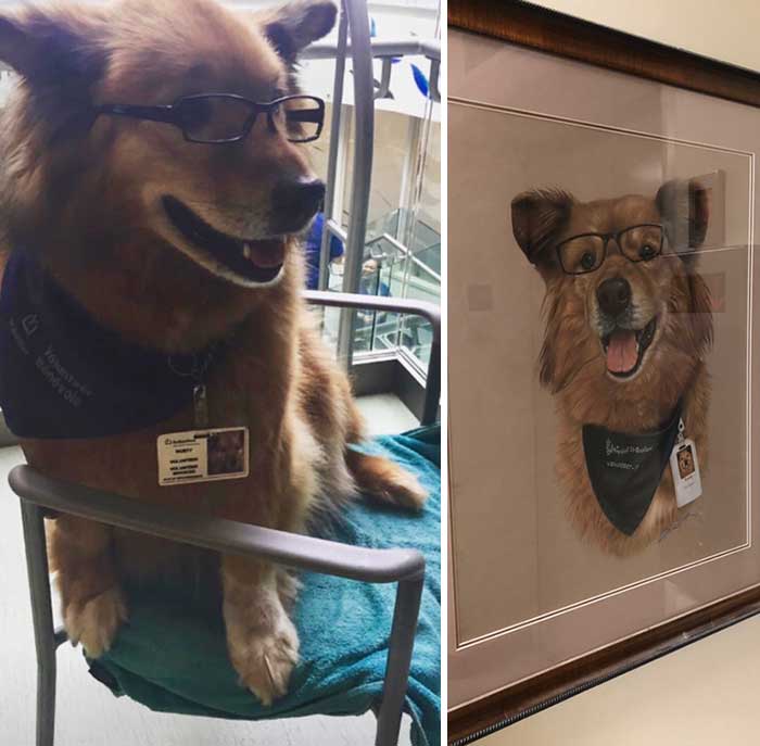 This Is Rusty. He Volunteers At My Local Hospital Cheering Up Patients. He Never Leaves Home Without His Glasses And Work Bandana