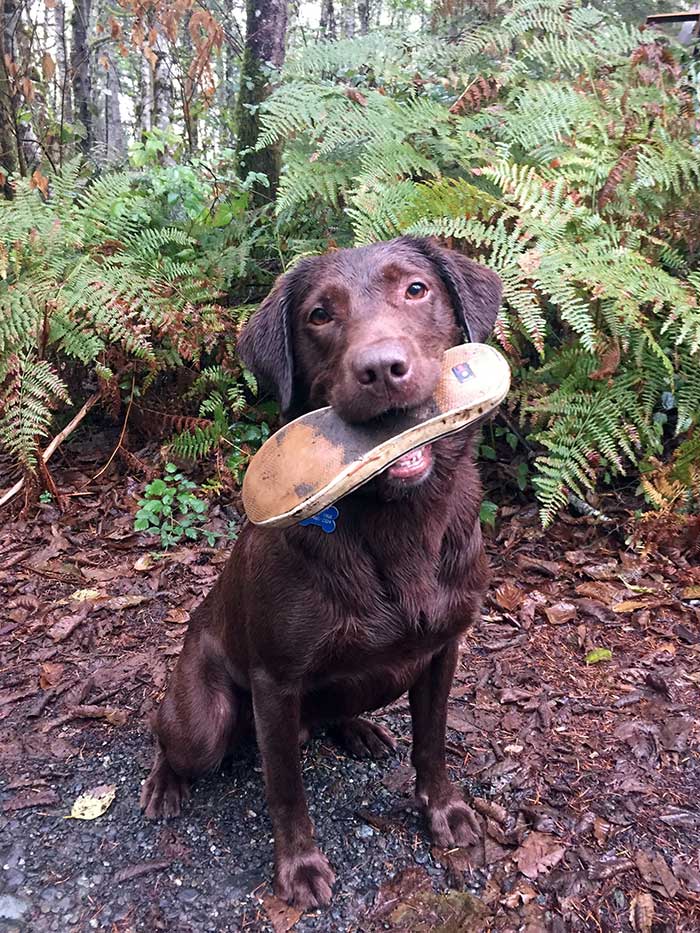 This Is Pickle, A Certified Search Dog For BC Search & Rescue. Here He Is Posing Proudly With A Shoe He Found
