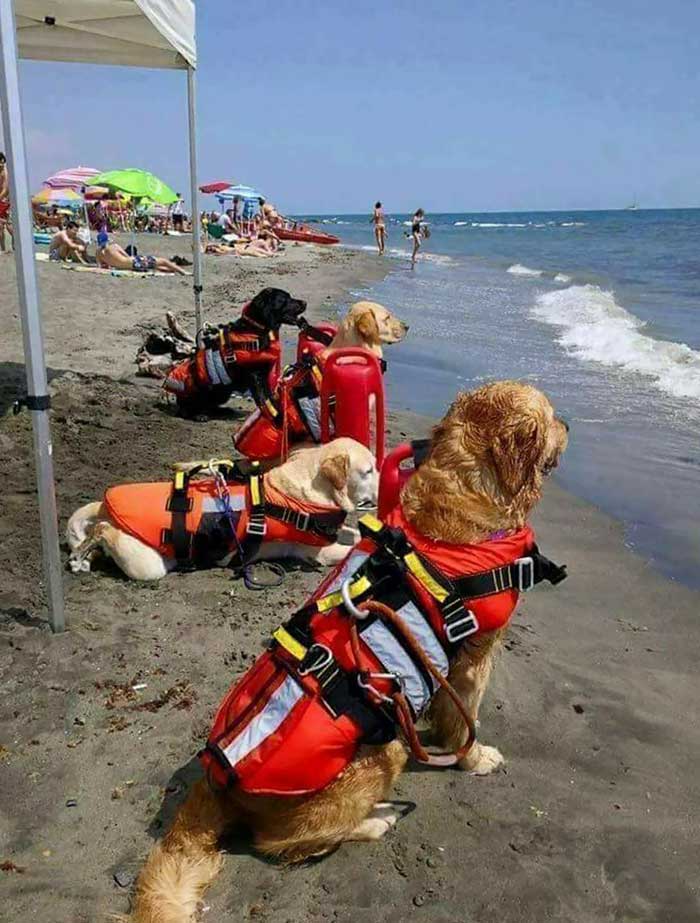 Perros vigilantes de la playa en Croacia