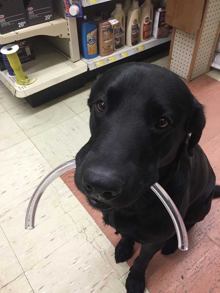 La tienda de bricolaje tiene un perro que te sigue y que lleva los objetos que vas a comprar al mostrador