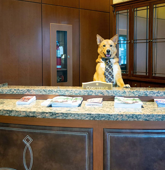 "Hello! Welcome To The Hyatt. How Can I Help You Today?"