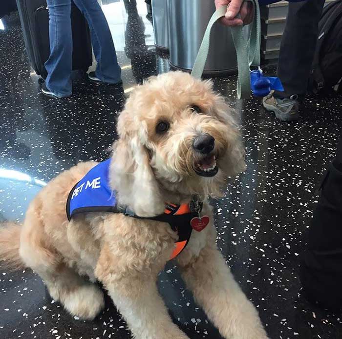 Met This Good Girl At The San Diego Airport. She’s There To Brighten Your Day And Ease Your Travel Anxieties