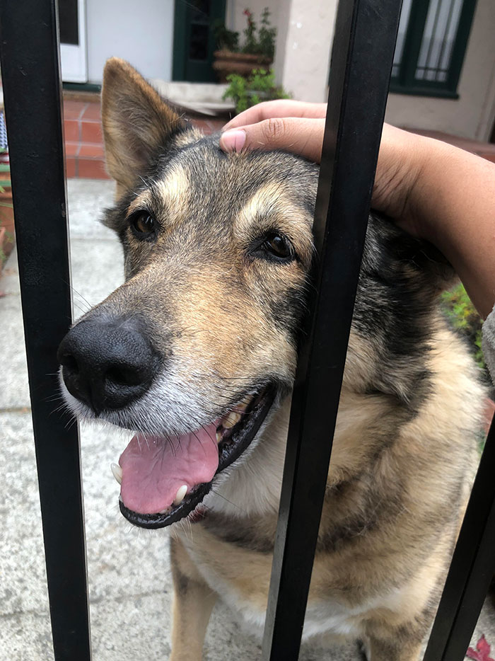 This Gorgeous Girl Lives In My Neighbor’s Front Yard With A Huge “Beware Of Dog” Sign. The Only Thing I Have To Beware Of Is Spending Hours Petting Her