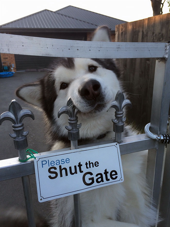 No... Open The Gate, Please