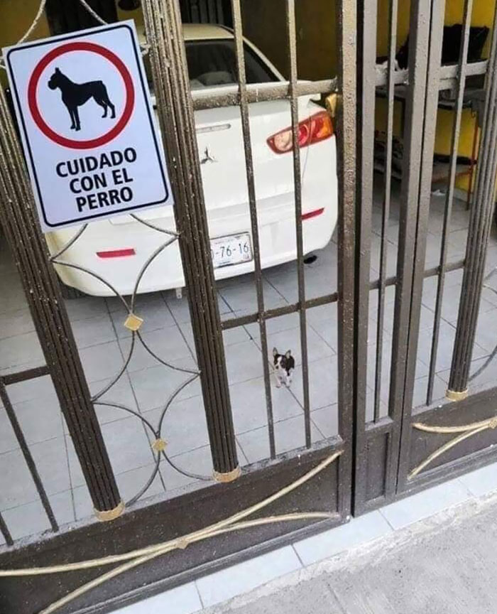 Please, Beware Of Dog