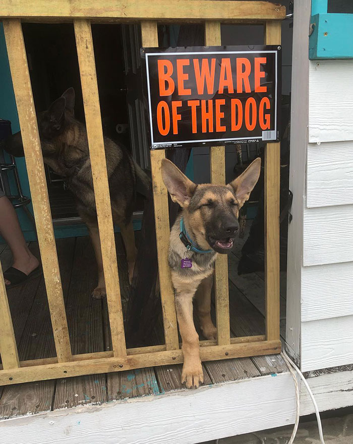 New Warning Attack Dog On Duty Scary Mean Looking Dog 9"x12" Novelty Sign 