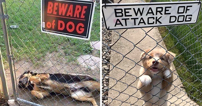 30 ‘Dangerous’ Dogs Behind ‘Beware Of Dog’ Signs