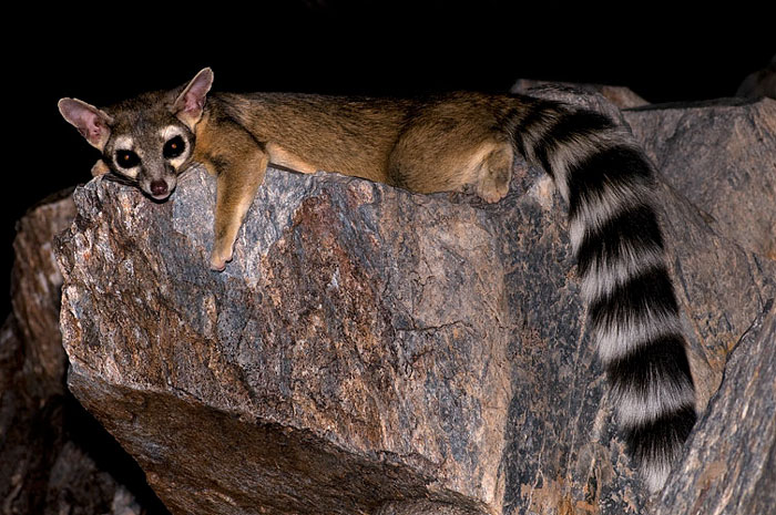 People Are Loving These Adorable Ringtail Cats That Are Native To North America